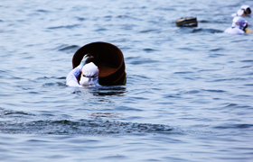 御潜神事でアワビを採った瞬間