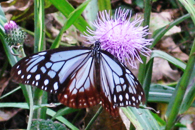 �A�T�M�}�_��