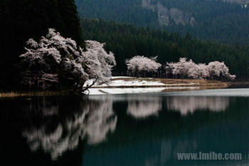 湖面に映り込む中子の桜