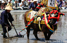 �㵺����������ֲ