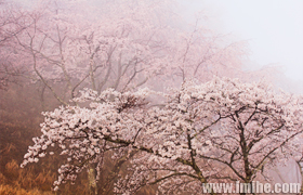 吉野山雾中赏樱