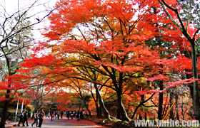 ������ɳ����